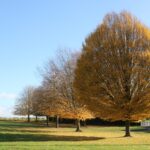 An autumnal tree