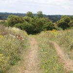A path through the countryside