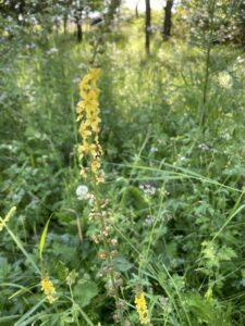 Picture of Common Agrimony