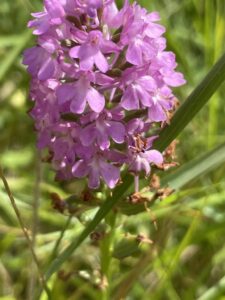 Picture of a Pyramidal Orchid