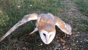 Barn Owl in Flight