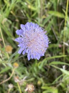Picture of a blue scabious